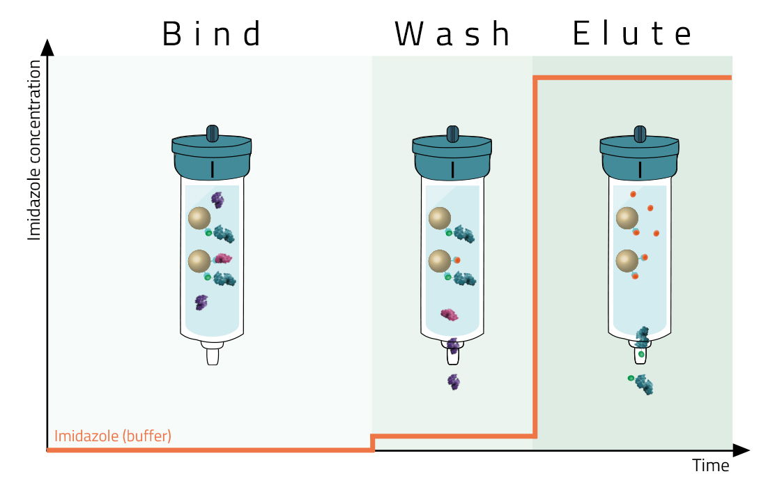 Bind-Wash-Elute Steps of a His-tag purification.